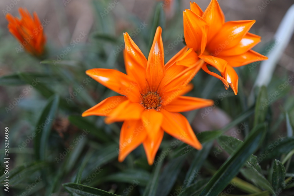花 花
