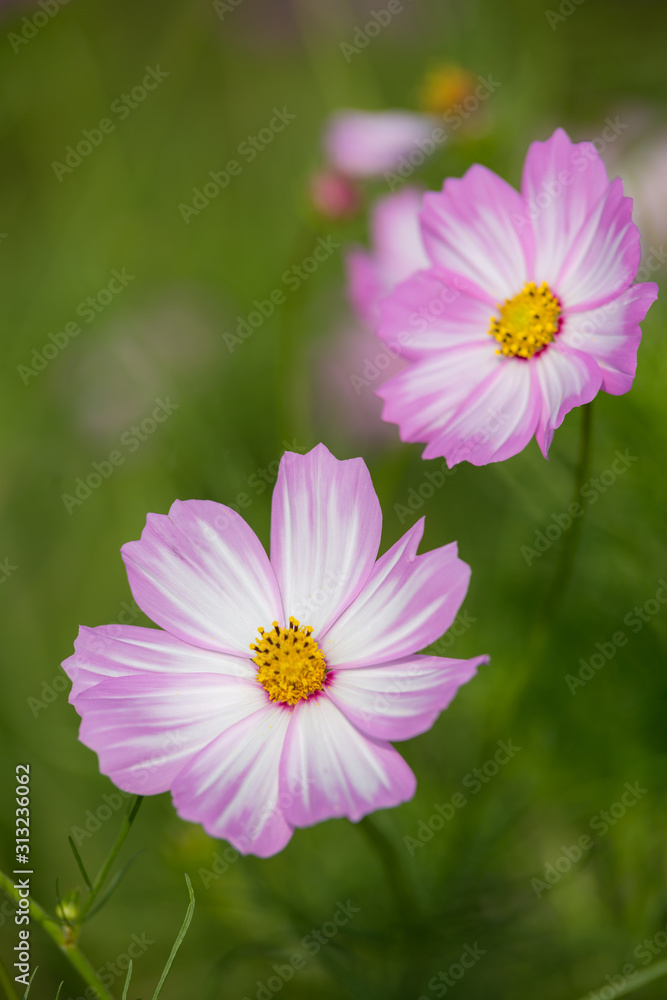 Fototapeta premium コスモスの花 秋イメージ