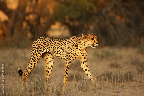 Cheetah (Acinonyx jubatus) in Kalahari desert going on sand with grass.