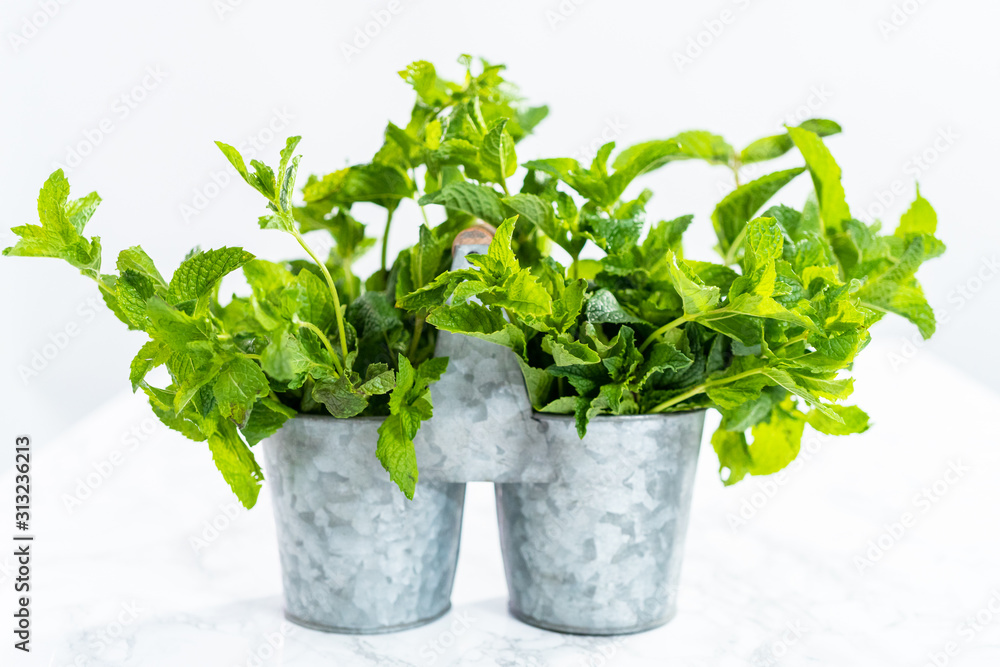 Garden mint Garden mint