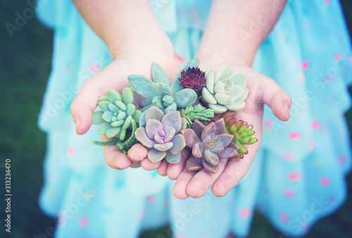 Slika na platnu a set of different succulents in the hands of a baby girl
