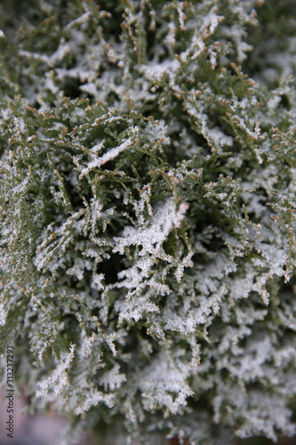 Frost, frozen nature © Aleksandar