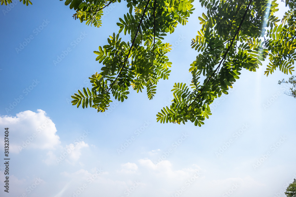 Obraz premium tree in park