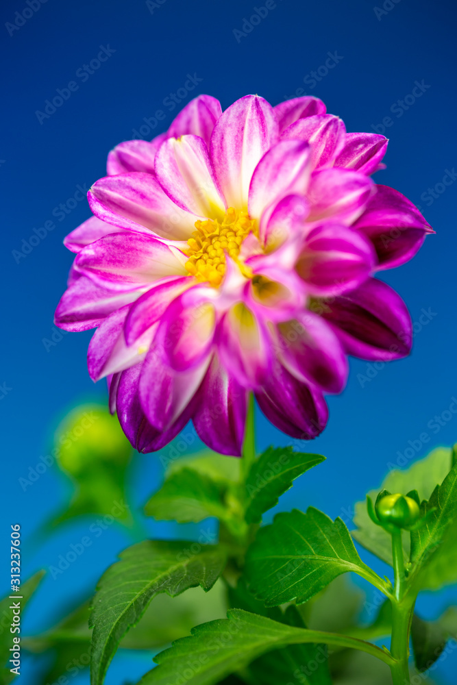 Fototapeta premium ダリアの花