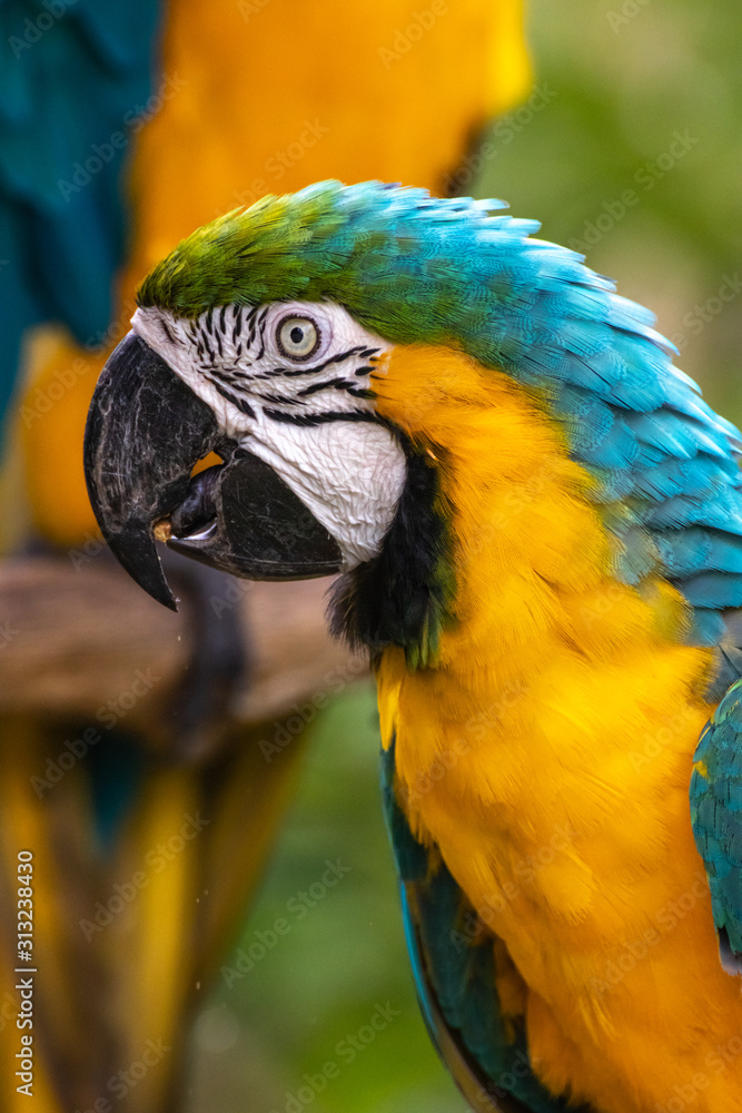 Obraz premium ルリコンゴウインコ