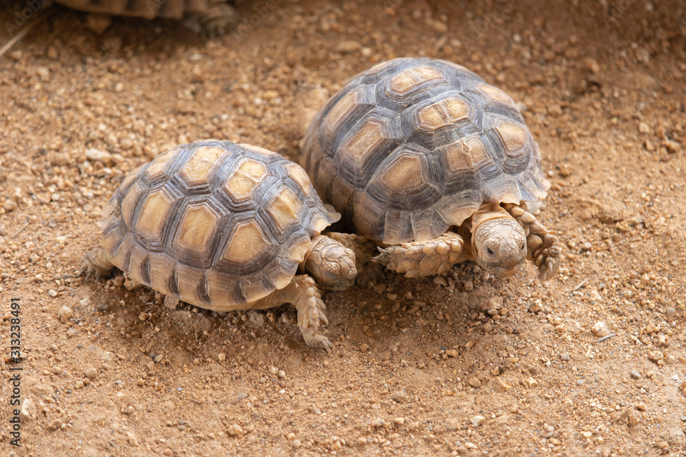 Two turtles on the ground in the zoo Two turtles on the ground in the zoo