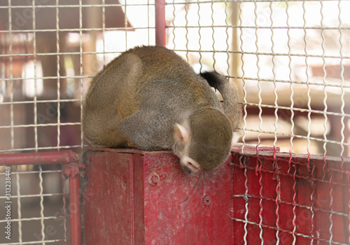 The squirrel monkey is bowing down at the red metal platform inside the cage. photo