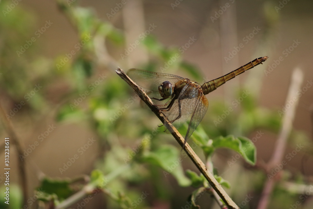 yellow dragonfly sitting on plant