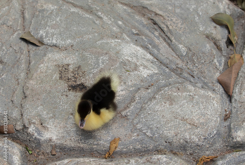 Top angle view of a yellow-black duckling The fluff is lying on the concrete floor and there are dry leaves.