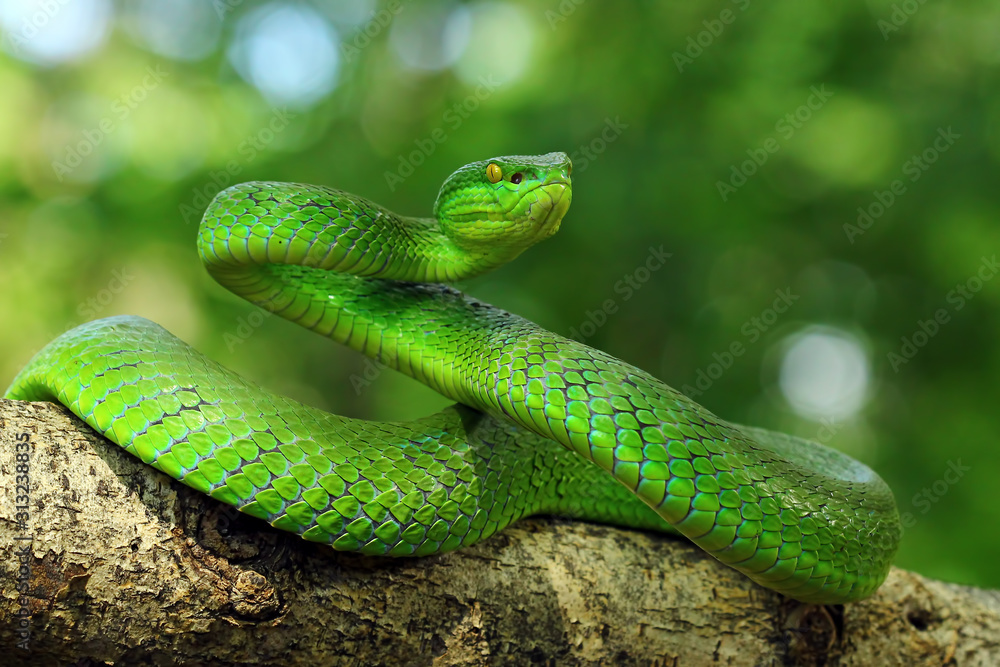 green viper snake, venomous and poisonous snake, trimeresurus albolabris green viper snake, venomous and poisonous snake, trimeresurus albolabris
