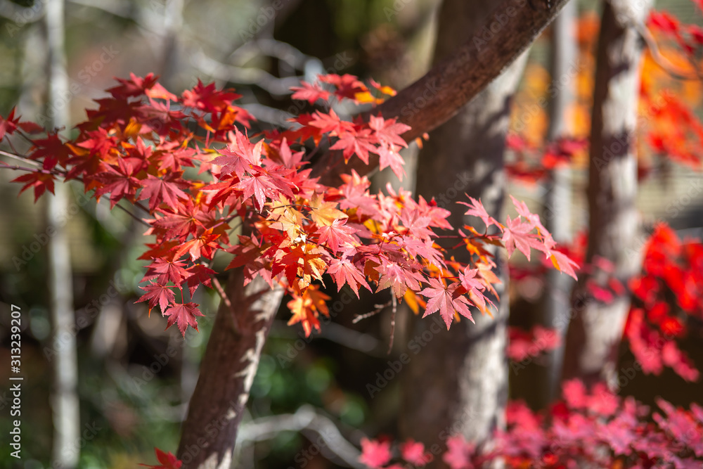 紅葉　秋イメージ