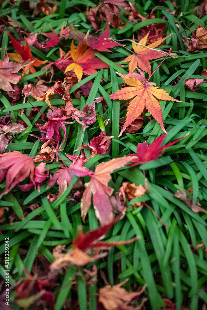 紅葉 秋イメージ 紅葉 秋イメージ