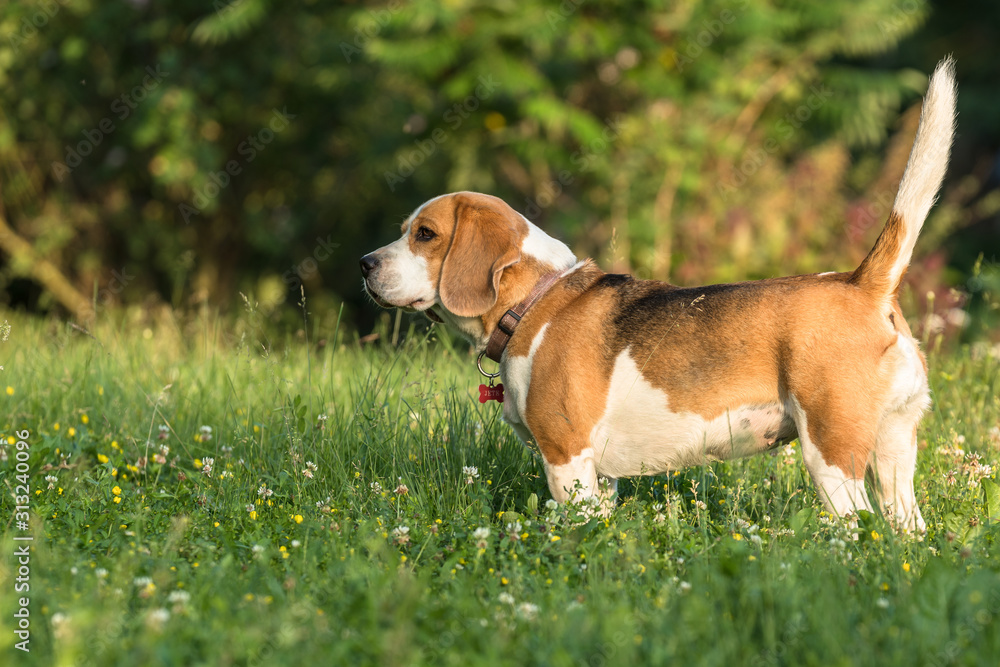 one Beagle puppy Jette close-up, standing in the lawn, with grass stalks and white clover flowers all around