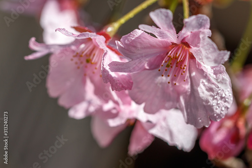 桜の花 春のイメージ