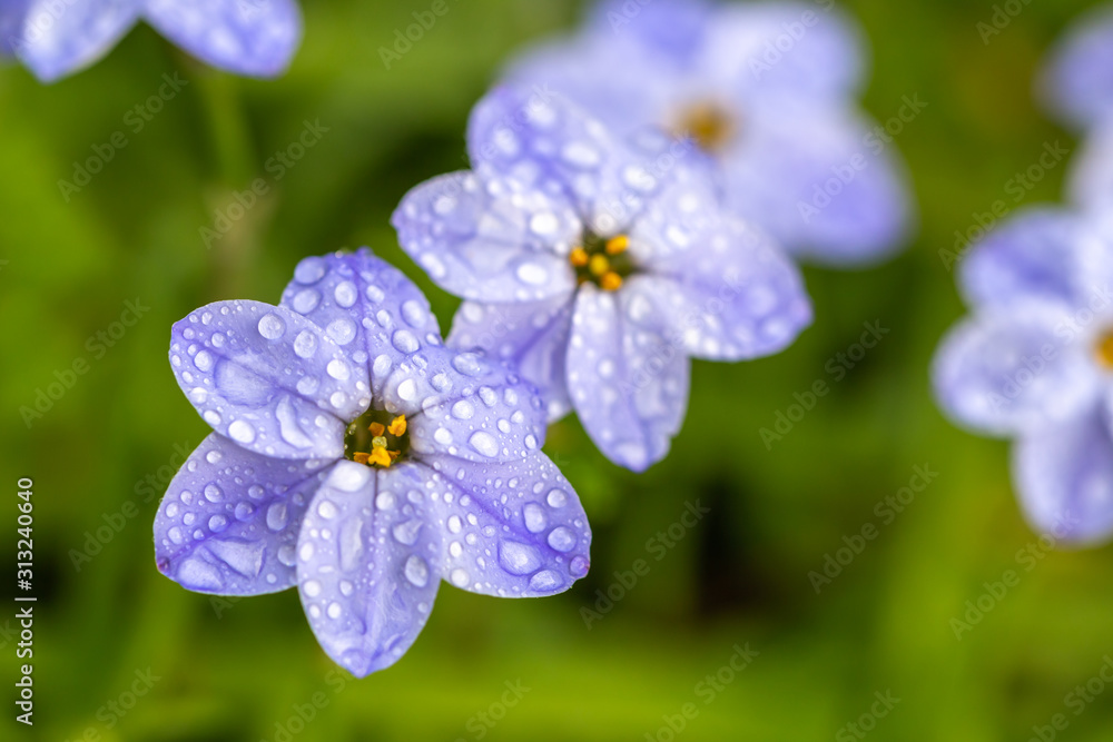 ハナニラの花　春イメージ