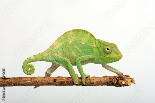 Usambara three-horned chameleon / Usambara-Dreihornchamäleon (Trioceros deremensis) photo