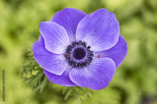 アネモネの花　春イメージ