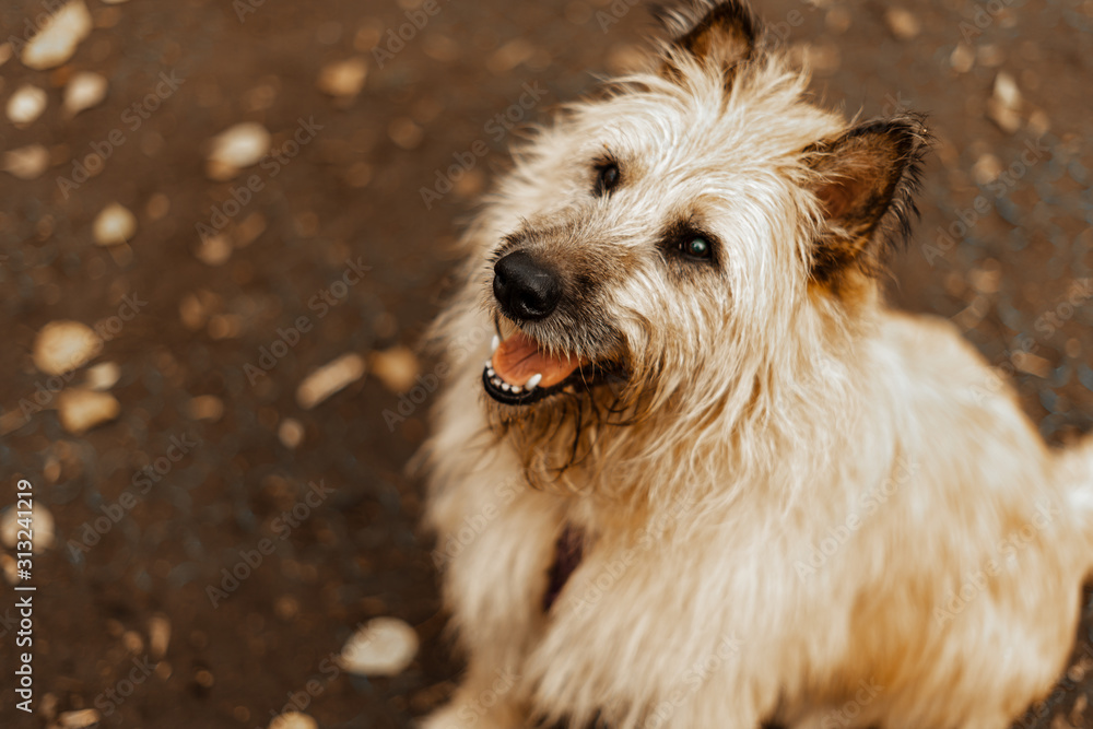 Walk the dogs. Dog from an animal shelter. Terrier long-haired dog for a walk in the park. Pet care, pet health.