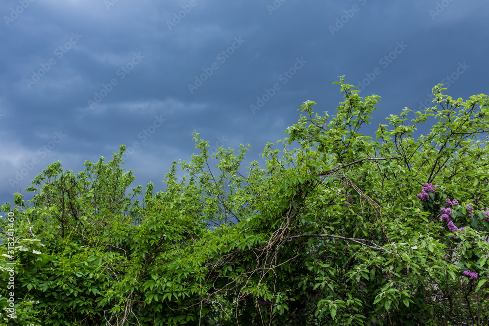 Obraz premium Spring in the village . Green foliage and bird cherry blossoms on the shrub . Blue stormy sky in the background.