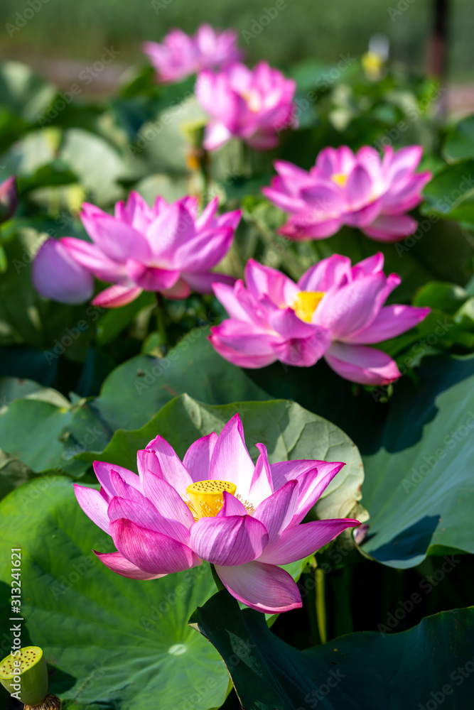 蓮の花　初夏イメージ