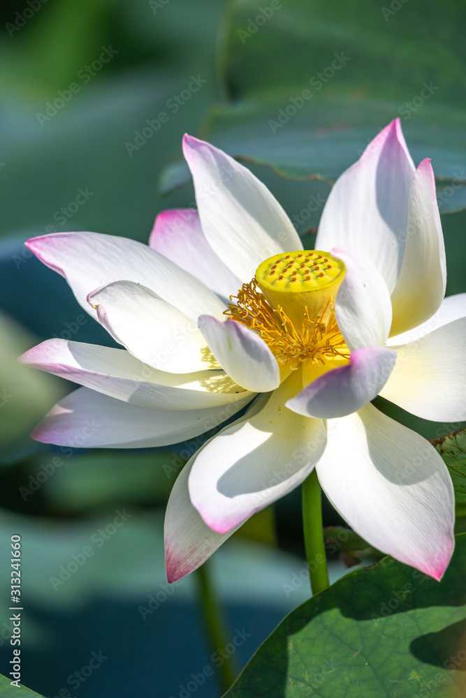 蓮の花　初夏イメージ