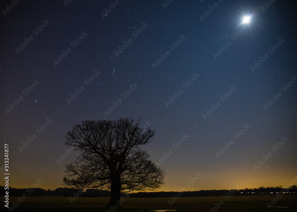 Full moon over a tree in a meadow