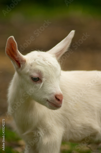 Golden Guernsey Goat © Rhodri