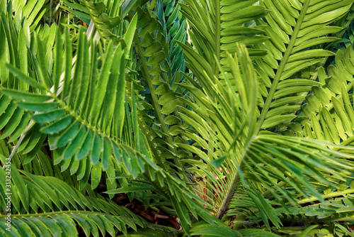 Cycads: seed plants with a very long fossil history that were formerly more abundant and more diverse than they are today.