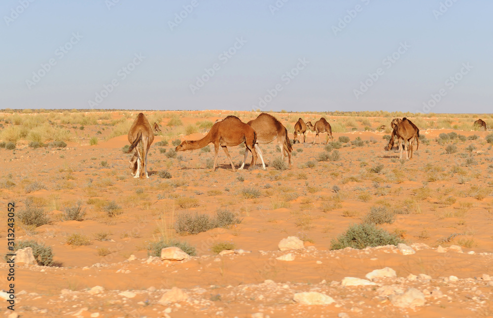 Camels in Sahara desert