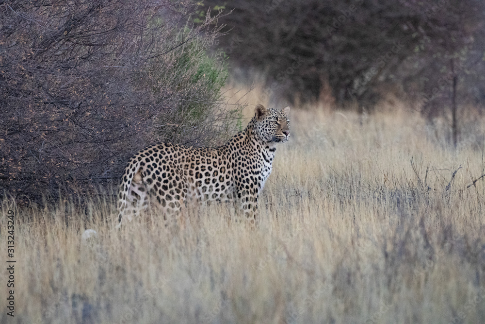 Fototapeta premium Leopard Mabuasehube Botswana