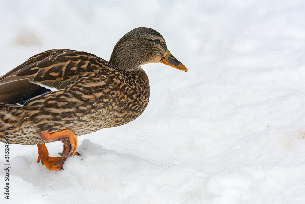 Mallard duck hen during the winter in Maine Mallard duck hen during the winter in Maine