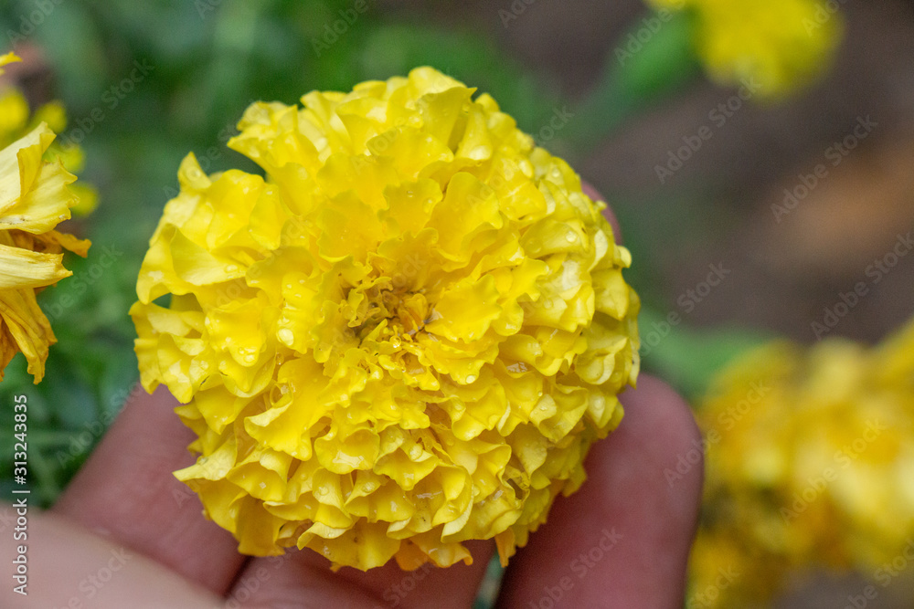 A very beautiful flower