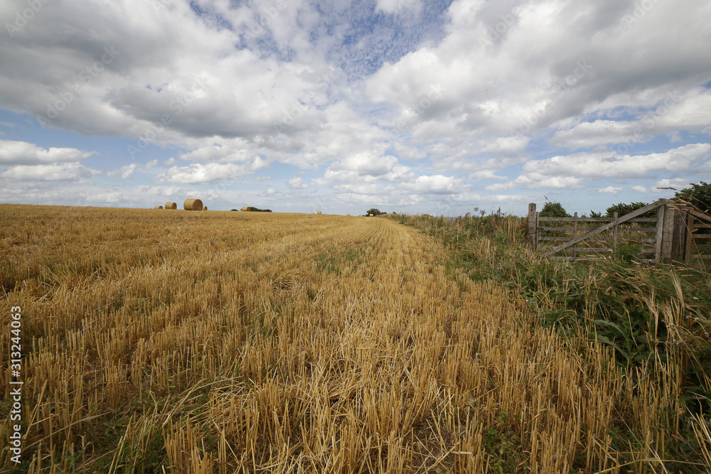 cornfield in normandy, france