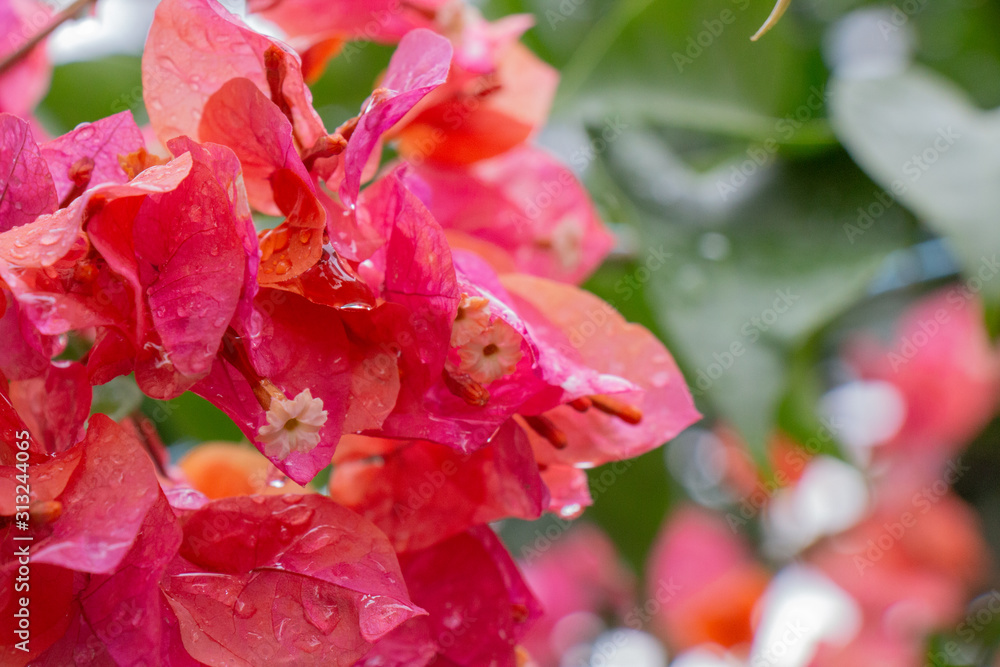 A very beautiful flower