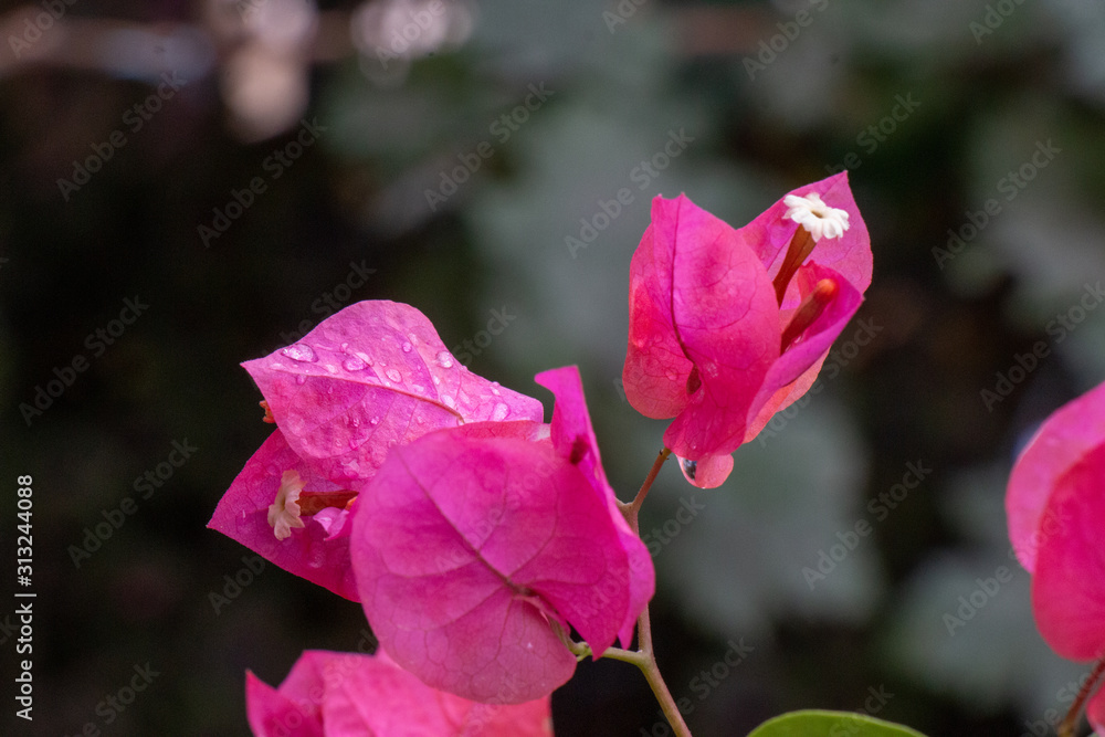 A very beautiful flower