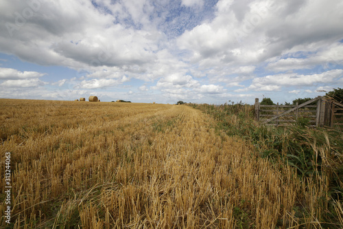cornfield in normandy, france