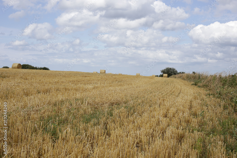 cornfield in normandy, france