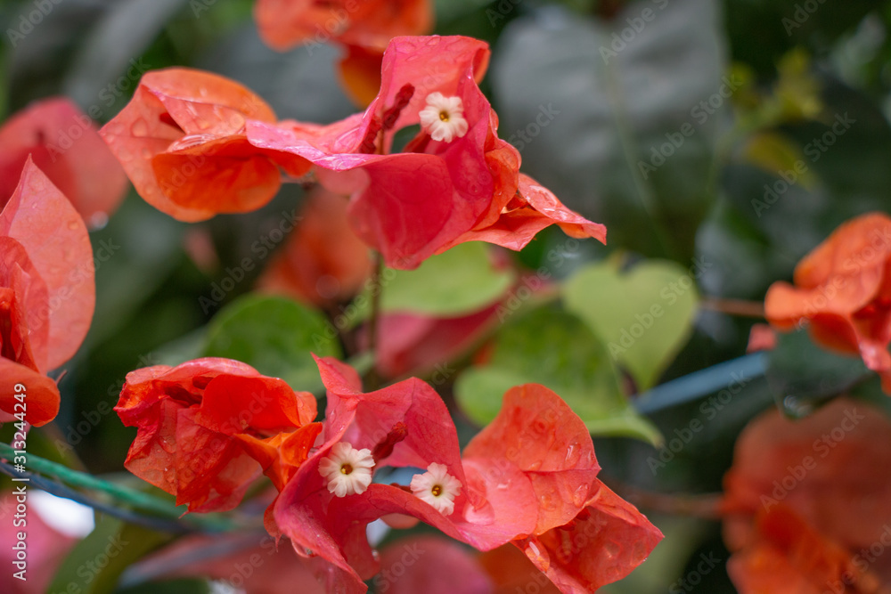 A very beautiful flower