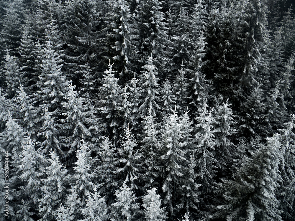 Frozen Trees in Forest Mountain Frozen Trees in Forest Mountain