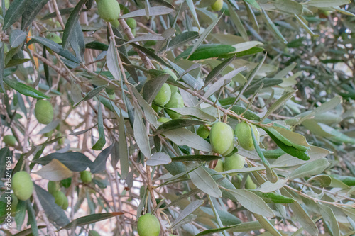 The fruits and leaves of the olive tree