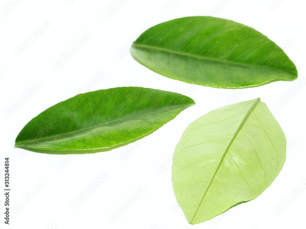 green leaf isolated on white background green leaf isolated on white background