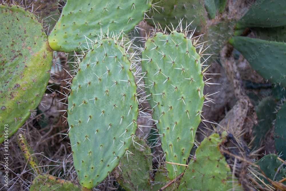 Cactus plant in Palestine Cactus plant in Palestine
