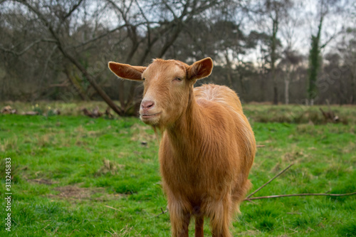 Golden Guernsey Goat