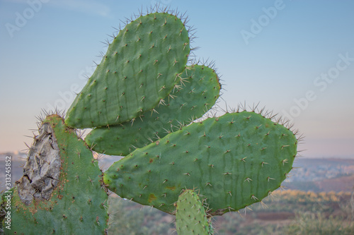 Cactus plant in Palestine