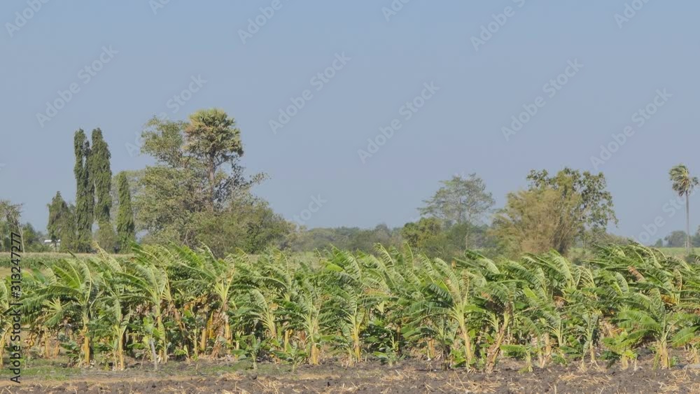 Banana tree in orchard was damage by windy.