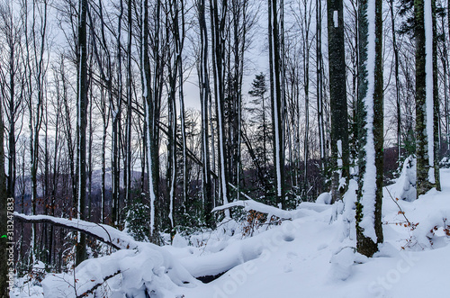 Fototapeta Naklejka Na Ścianę i Meble -  Zimowy las Bieszczady  