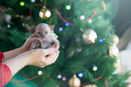 beige burmese kitten on hands on a background of the Christmas tree