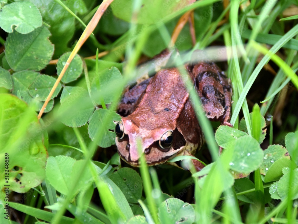 Obraz premium Frosch im Gras
