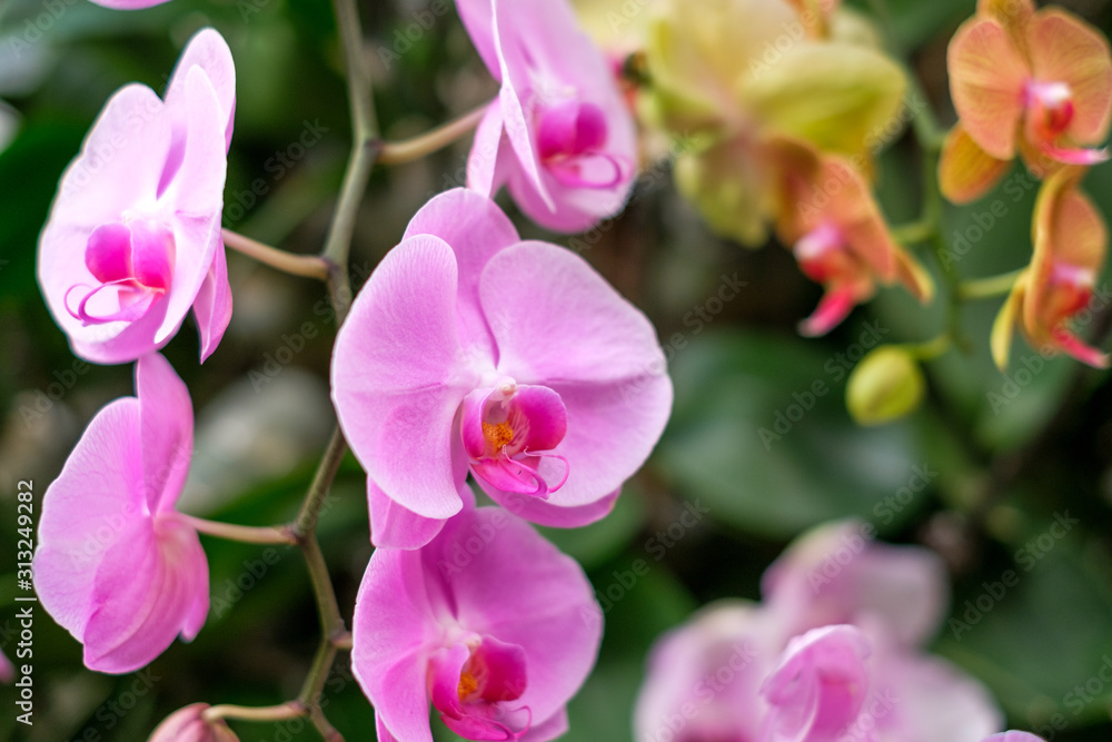 pink orchid flower garden - orchid flowers pink orchid flower garden - orchid flowers