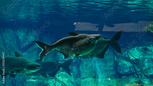 Beautiful freshwater fish in the aquarium © Phuong